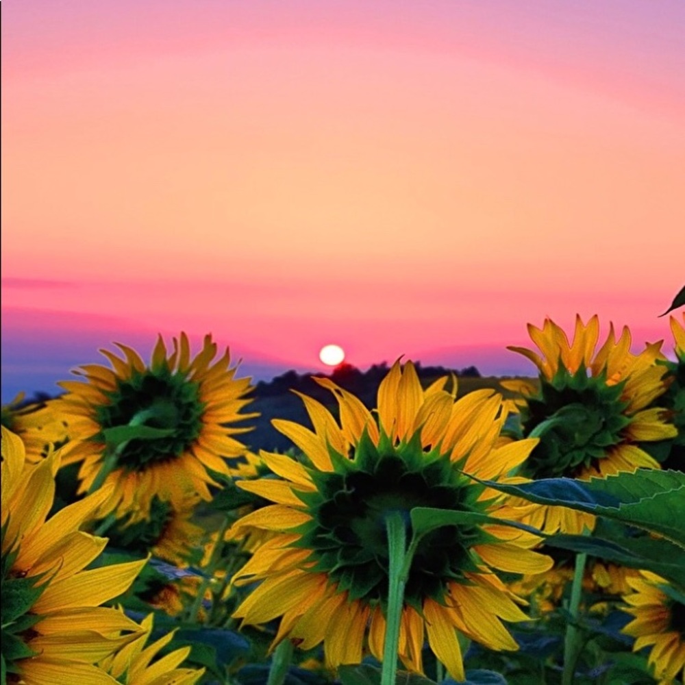 Meet your Posher, Ava